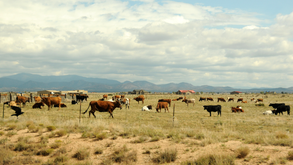 Cultura pastoril en Monfragüe