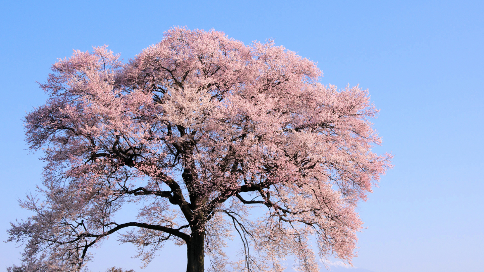 Cerezo en flor turismo Valle del Jerte