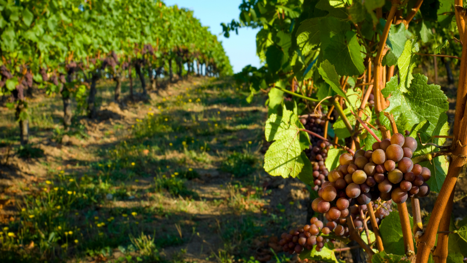 Vinos y bodegas turnismo Cáceres